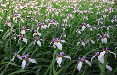 《Apex英雄》公布等级上限提高计划 玩家保底可得传家宝